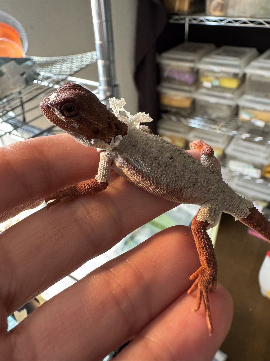 cres_crezy710's tweet image. ボディースーツ

#ダークレッド
#RM100
#フトアゴヒゲトカゲ
#家族募集中