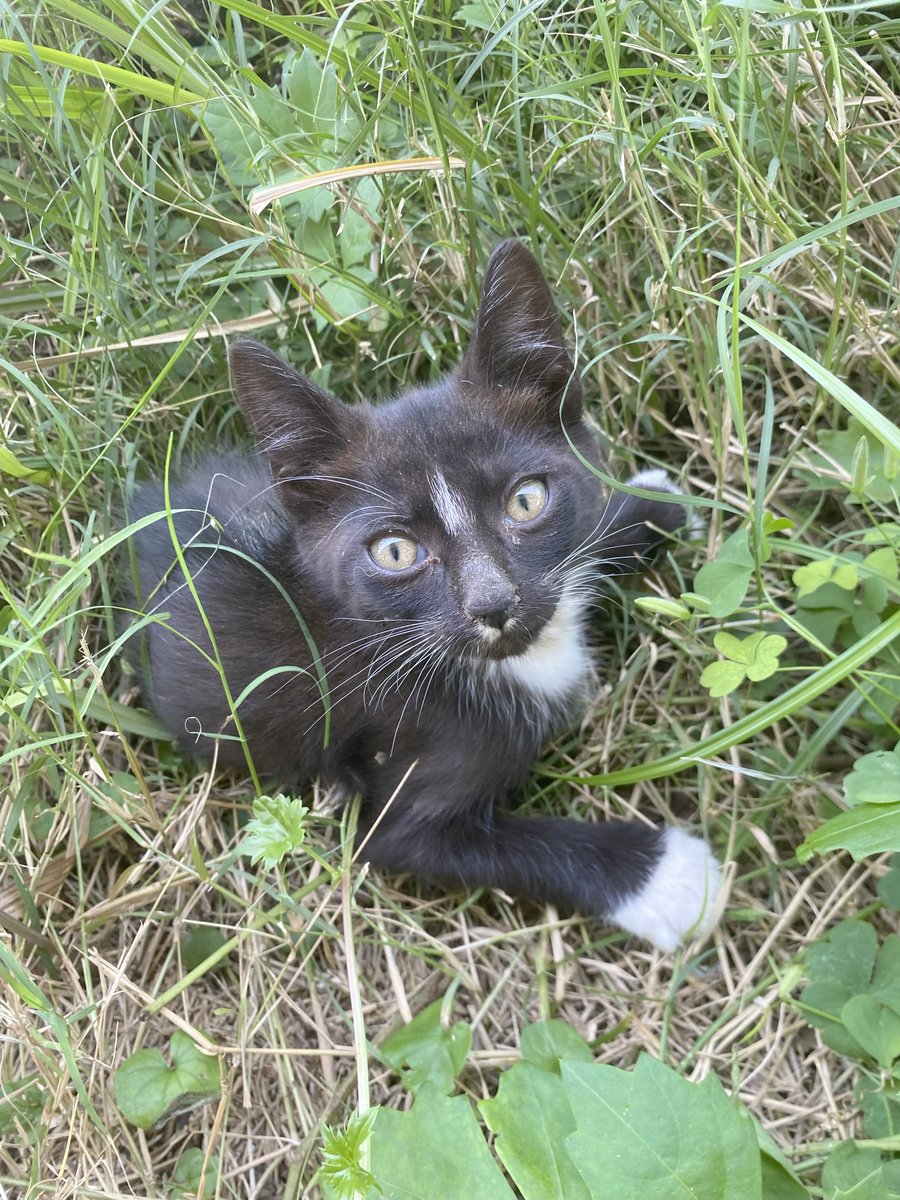 JLthekid9999's tweet photo. 🆘🆘 CODE RED – EMERGENCY PLEA FOR KERRY (PRONOUNCED LIKE CURRY) 🆘🆘 😿 😿 😿 😿
➡️ RESCUED BY PECAN CREEK ANIMAL RESCUE AND SANCTUARY (“PCARS”) – YET AGAIN, THEY HAVE TAKEN IN ANOTHER MEDICAL AND EXTREMELY URGENT KITTY TO GIVE HIM A CHANCE AT LIFE ❤️ 😻❤️ 😻❤️ 😻
➡️ PCARS IS A SMALL ANIMAL RESCUE THAT DOES TRULY AMAZING WORK. 😺😺😺
➡️ PCARS HAS PUT OUT A REQUEST FOR DONATIONS TO HELP KERRY WITH HIS SIGNIFICANT, MEDICAL, VETTING AND CARE EXPENSES. I DONATED $25.
➡️ KERRY’S STORY – Kerry was born into a feral colony of cats in the Kerrville, Texas area (which made the news in July for a flash flood that took the lives of over 100 adults and children). A few good Samaritan’s have taken on the task of rounding up the feral adults, getting them spayed and neutered, before more kittens are born. It’s a daunting task. Kerry was spotted by one of the rescuers and I was contacted. He is a cerebellar hypoplasia kitten but otherwise appears healthy. First vaccination, worming, good nutrition and we will see! He sure is cute. He is at his new home at PCARS to recover, receive any further treatments, enjoy good food, clean water, a comfy bed and most importantly all the TLC he deserves. ❤️ 😻❤️ 😻
➡️ PLEASE SHARE AND DONATE IF YOU CAN, ALL DONATIONS CAN BE MADE DIRECTLY TO PCARS AT THE LINK BELOW. PLEASE MENTION FOR “KERRY”, IF POSSIBLE. DONATION LINK:
https://t.co/AoIGg19dDT
💔😿🙏Thank you