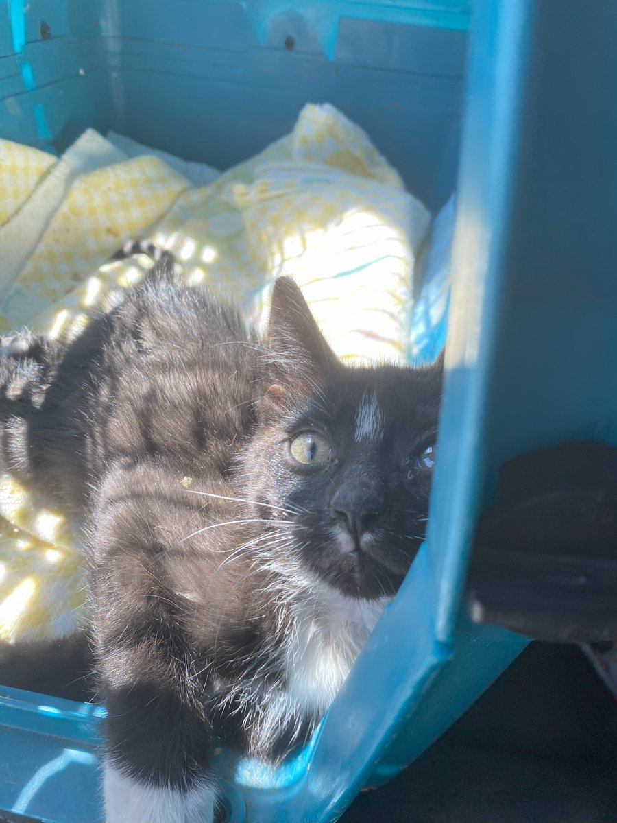JLthekid9999's tweet photo. 🆘🆘 CODE RED – EMERGENCY PLEA FOR KERRY (PRONOUNCED LIKE CURRY) 🆘🆘 😿 😿 😿 😿
➡️ RESCUED BY PECAN CREEK ANIMAL RESCUE AND SANCTUARY (“PCARS”) – YET AGAIN, THEY HAVE TAKEN IN ANOTHER MEDICAL AND EXTREMELY URGENT KITTY TO GIVE HIM A CHANCE AT LIFE ❤️ 😻❤️ 😻❤️ 😻
➡️ PCARS IS A SMALL ANIMAL RESCUE THAT DOES TRULY AMAZING WORK. 😺😺😺
➡️ PCARS HAS PUT OUT A REQUEST FOR DONATIONS TO HELP KERRY WITH HIS SIGNIFICANT, MEDICAL, VETTING AND CARE EXPENSES. I DONATED $25.
➡️ KERRY’S STORY – Kerry was born into a feral colony of cats in the Kerrville, Texas area (which made the news in July for a flash flood that took the lives of over 100 adults and children). A few good Samaritan’s have taken on the task of rounding up the feral adults, getting them spayed and neutered, before more kittens are born. It’s a daunting task. Kerry was spotted by one of the rescuers and I was contacted. He is a cerebellar hypoplasia kitten but otherwise appears healthy. First vaccination, worming, good nutrition and we will see! He sure is cute. He is at his new home at PCARS to recover, receive any further treatments, enjoy good food, clean water, a comfy bed and most importantly all the TLC he deserves. ❤️ 😻❤️ 😻
➡️ PLEASE SHARE AND DONATE IF YOU CAN, ALL DONATIONS CAN BE MADE DIRECTLY TO PCARS AT THE LINK BELOW. PLEASE MENTION FOR “KERRY”, IF POSSIBLE. DONATION LINK:
https://t.co/AoIGg19dDT
💔😿🙏Thank you