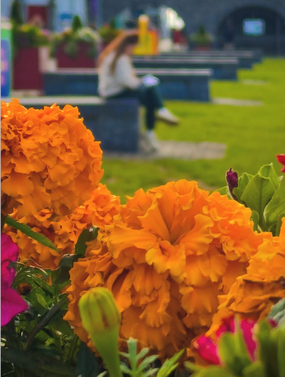 Colours of Galway this week 🌺☀️🩵

#FridayFeeling #LoveGalway
📸 ig/mykeld24