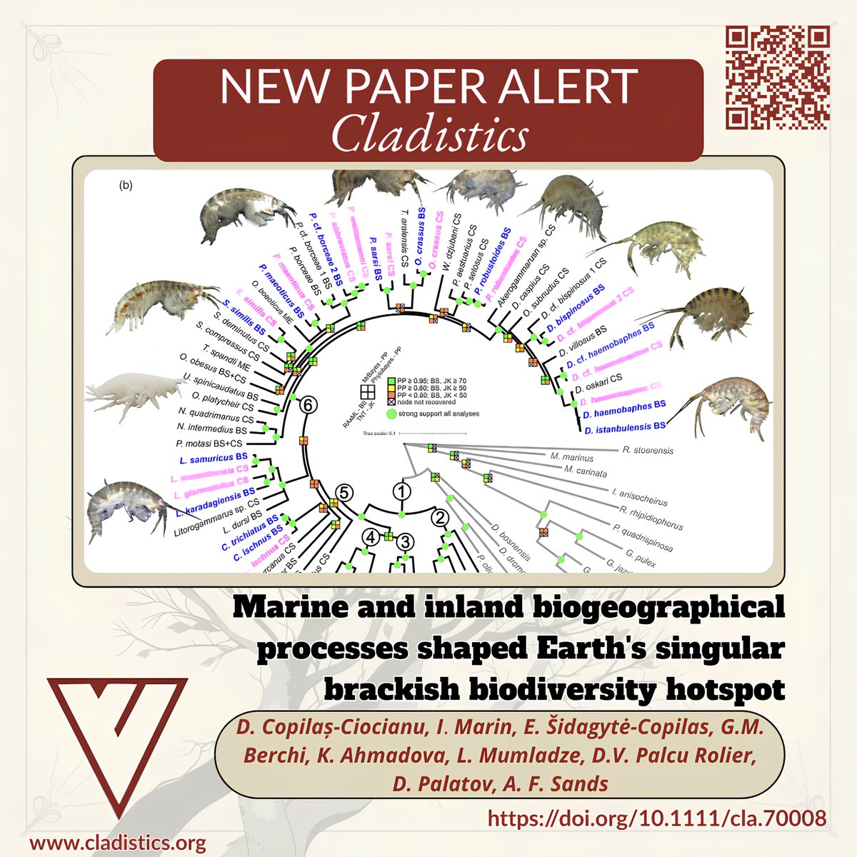 CladisticsAlert's tweet image. ⚠️#NewPaperAlert🦐
Marine and inland biogeographical processes shaped Earth&apos;s singular brackish biodiversity hotspot.
By Copilaș-Ciocianu et al.

doi.org/10.1111/cla.70…

#Cladistics #Phylogenetics #Gammaroids #Amphipods #Science #Biogeography #PontoCaspianFauna #STEM #Hotspot