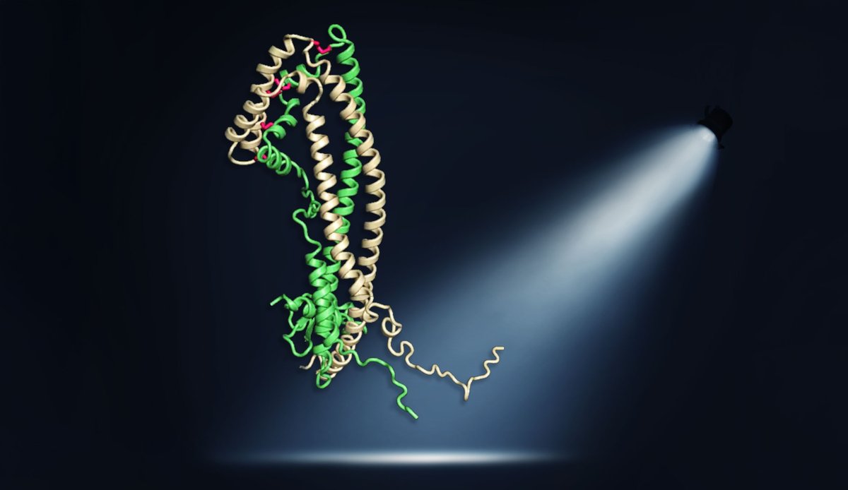 Structural &amp; functional analysis revealed that the extracellular #chaperone #clusterin functions through two hydrophobic tails in preventing protein aggregation.

❕Publication: nature.com/articles/s4159…
❕Press Release: biochem.mpg.de/structure-of-c…

#Alzheimers <a href="/NatureSMB/">NatureStructMolBiol</a> <a href="/PYusteCheca/">Patricia Yuste</a>