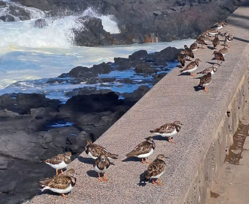 Mañana se celebra el #DíaMundialAvesPlayeras 🐦 🏖️ y despedimos la semana con una magnífica foto de nuestro compañero Mario 🤳 

Una curiosa reunión de vuelvepiedras (Arenaria interpres) en #PuntaDelHidalgo

#AvesPlayeras #WorldShoreBirdsDay
#VoluntariadoCorporativo #BiObserva 😊