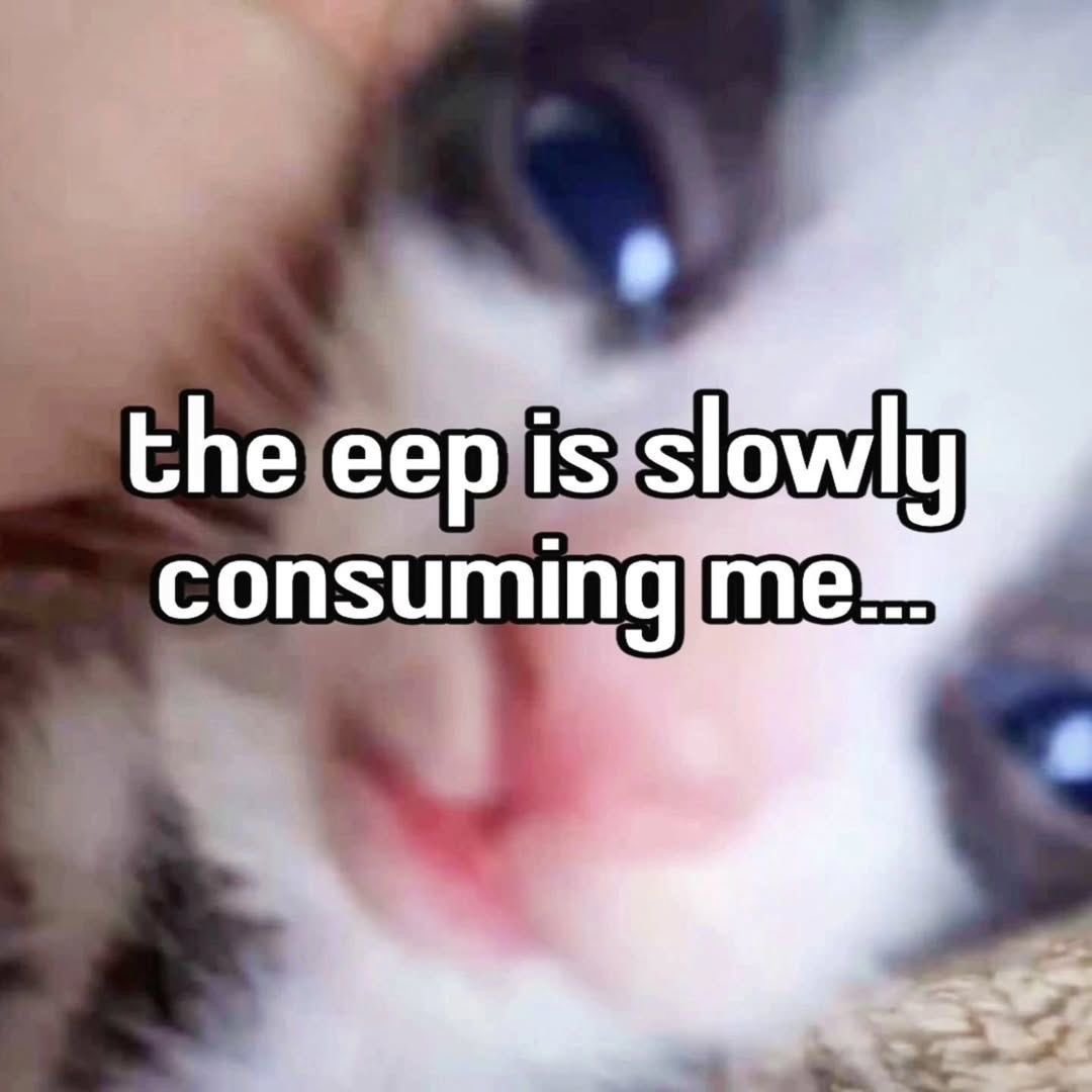 cats being cats (@catsbeiingcats) on Twitter photo 