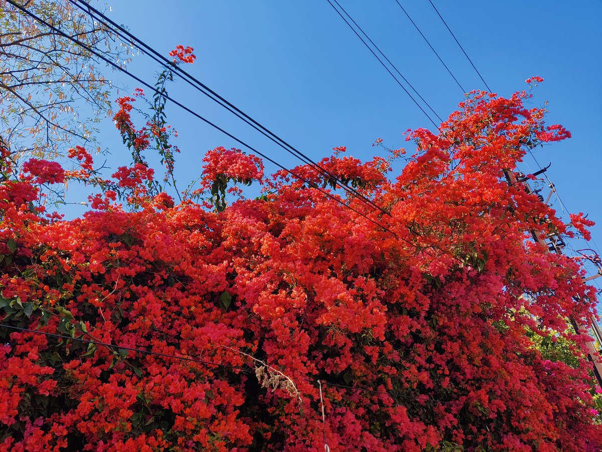 Tere_do_nainaaa's tweet image. इस  अहद  की  तक़दीर  है  महबूस* फ़ज़ाएँ
मैं घर से निकलकर भी घुटन से नहीं निकली  

~दिव्या 'सबा'🌻

@divya_sabaa // महबूस -- क़ैदी/बंदी
 (फोटो :   Gallery_March_2025) 
#Shair #सफर_ए_ज़िंदगी ✨🪽🐾