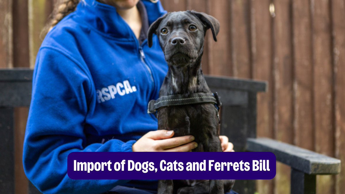 RSPCA Public Affairs (@rspca_pateam) on Twitter photo We’re delighted the Import of Dogs, Cats and Ferrets Bill has passed its Second Reading in the House of Lords
This vital Bill will improve animal welfare and we look forward to it becoming law <a href="/RSPCA_official/">RSPCA (England & Wales)</a> We’re delighted the Import of Dogs, Cats and Ferrets Bill has passed its Second Reading in the House of Lords
This vital Bill will improve animal welfare and we look forward to it becoming law <a href="/RSPCA_official/">RSPCA (England & Wales)</a>