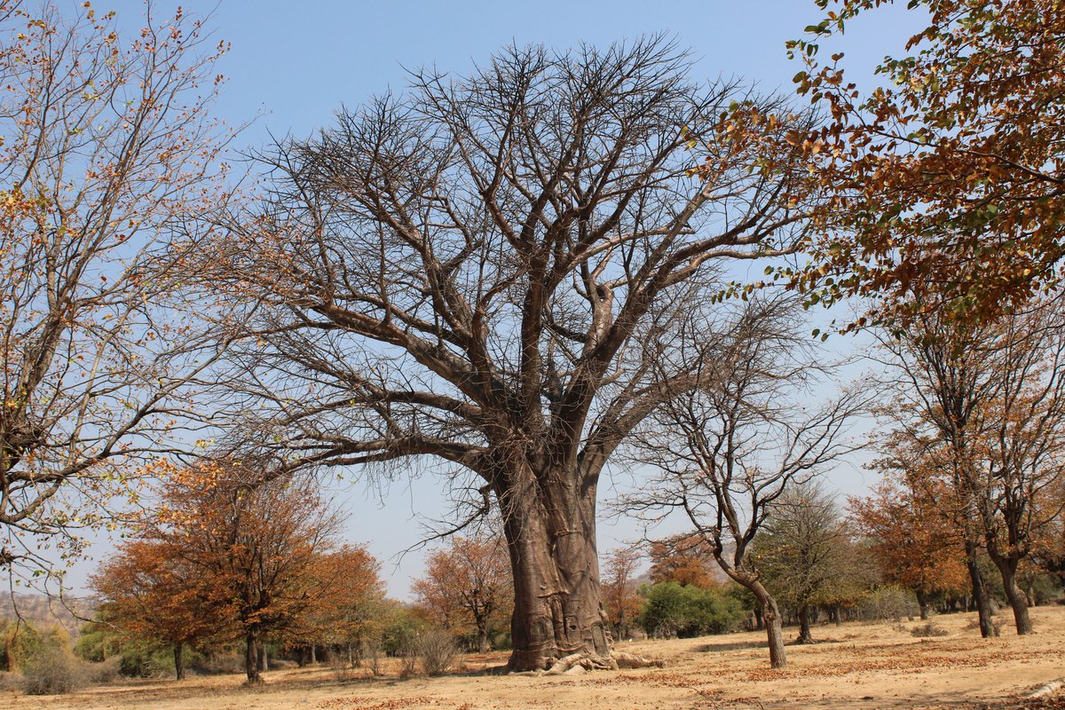 Drylands sustainable landscape impact program tweet media