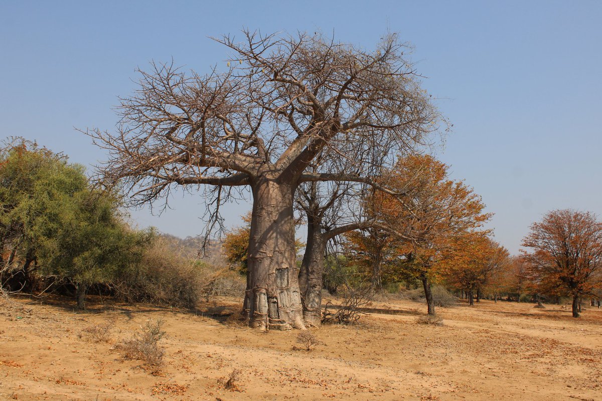 Non-Timber Forest Products like Baobab play a vital role in livelihoods &amp; conservation 🌿 This Friday, we’re celebrating the incredible women powering the Baobab value chain — from harvest to market. #Baobab #NTFP #WomenInForestry <a href="/FAOZimbabwe/">FAO Zimbabwe</a> <a href="/FAOForestry/">FAO Forestry</a> <a href="/EMAeep/">E.M.A</a> <a href="/WorldVision/">World Vision</a>