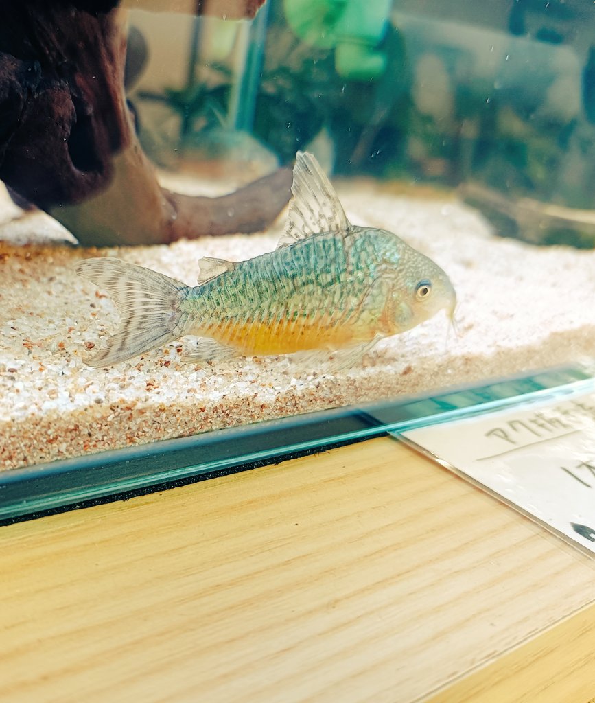 コリドラス ゲルイ WILD ペアにて入荷しました✨ 1枚目 オス 2枚目