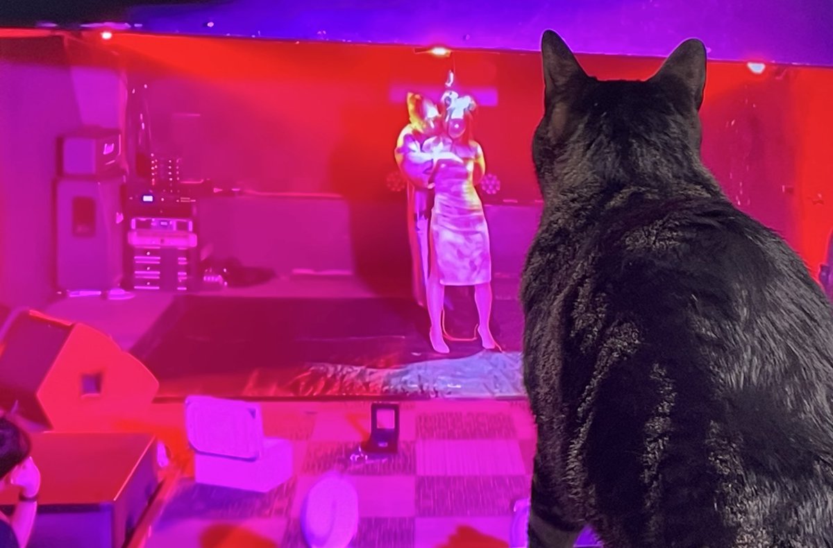 チェックしてるネコ🐈‍⬛
