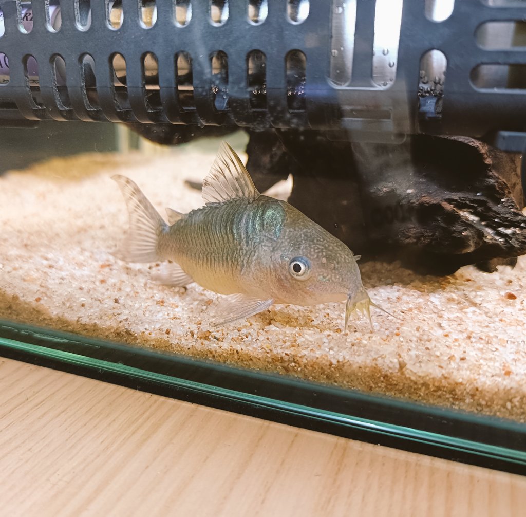 コリドラス ゲルイ WILD ペアにて入荷しました✨ 1枚目 オス 2枚目 