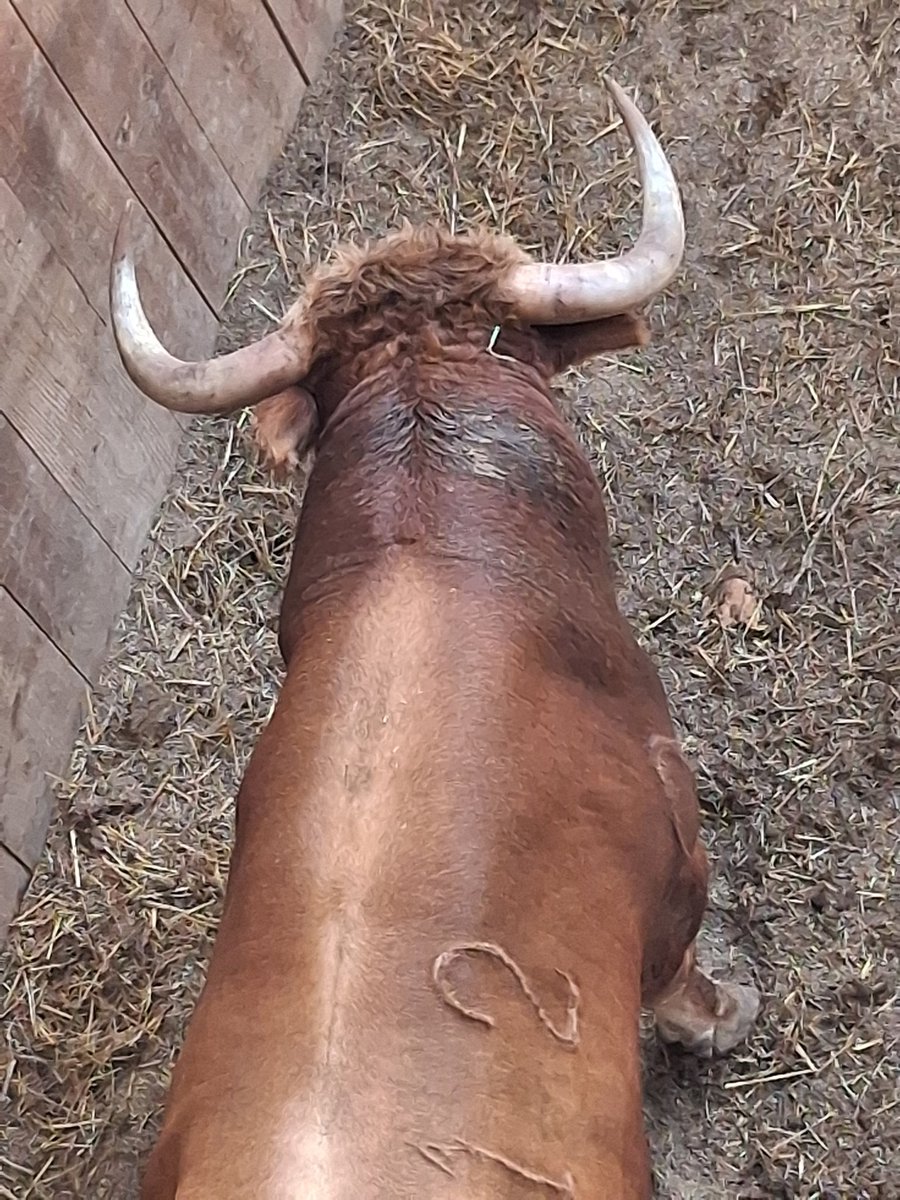 pedrommellinas's tweet image. Un "Dolores Aguirre" para mañana en Calasparra #FeriaDeCalasparra2025