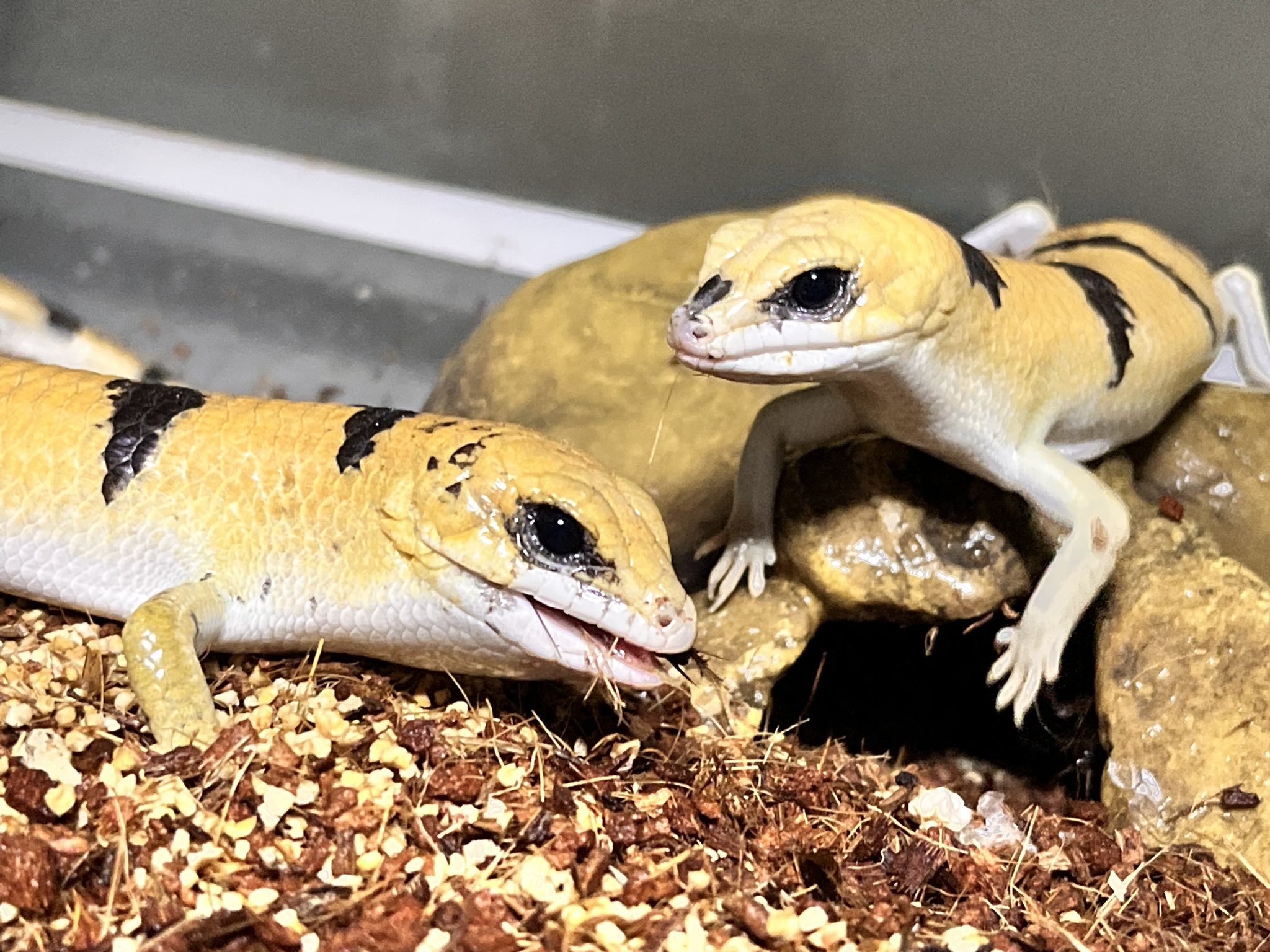 パーマネントバケーション　ジェイスキンク パーマネントヴァケーションジェイスキンク