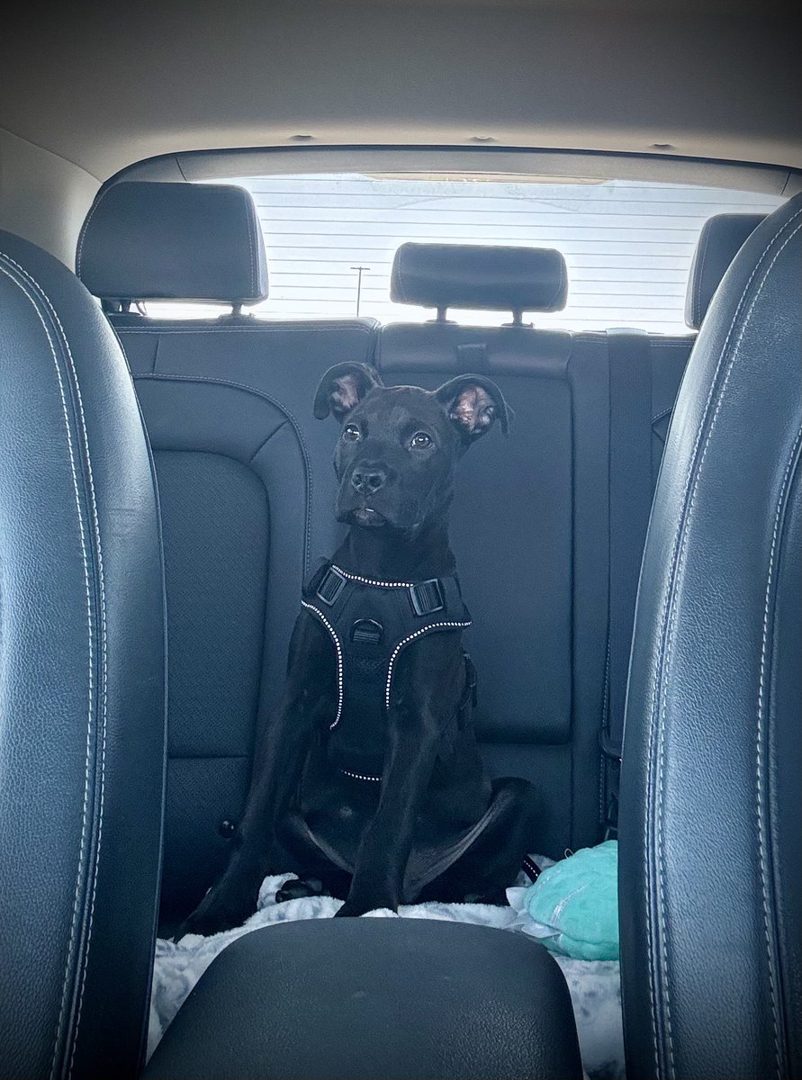 We got this handsome guy when he was only 6 weeks old and he weighed a whopping 5.6lbs 
Today he is 12 weeks old and weighs 16lbs 
He’s growing ❤️
<a href="/ST5cKman/">Simple Man</a>
