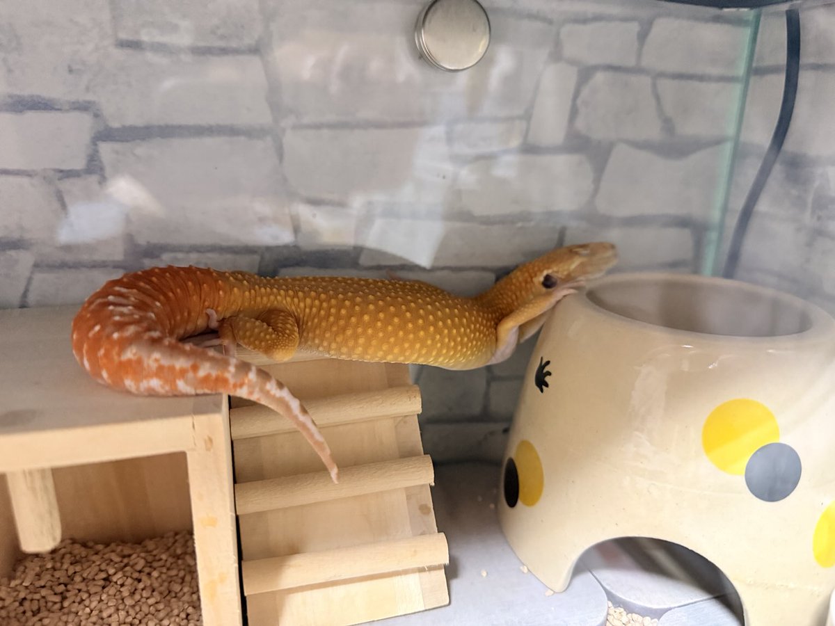 ぐみぴょん♡🤣
寝相悪すぎて力抜けた😆