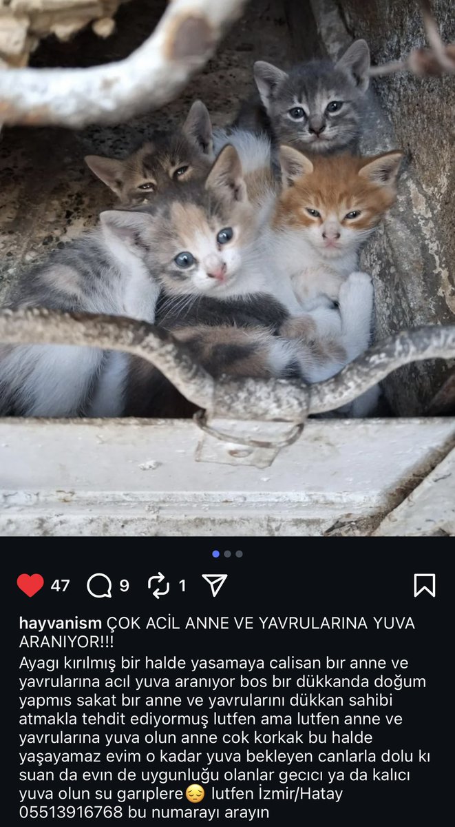 susicooo's tweet photo. Bu ilanı instagram’da gördüm, bir anne ve yavrularına acil yuva aranıyor 🥹 Bu sevimli yavrulara sahip çıkmak istemez misiniz? Lütfen 05513916768 numarayı arayın.
İzmir
RT
RT https://t.co/6C6hW9jyK1