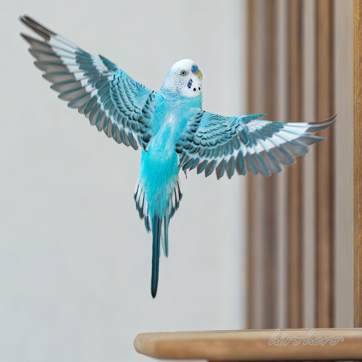 hiro　　アネモネ、信長、インコ たまにはちょっぴり躍動的なリアラ🐤💜🪽 カメラマンがポンコツ