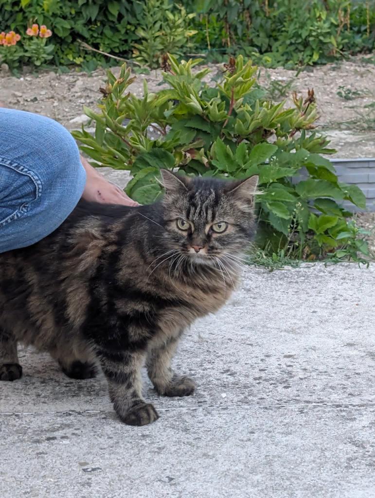 🚨Chat perdu sur gricourt (02) répondant au nom de walter. Très peureux🚨