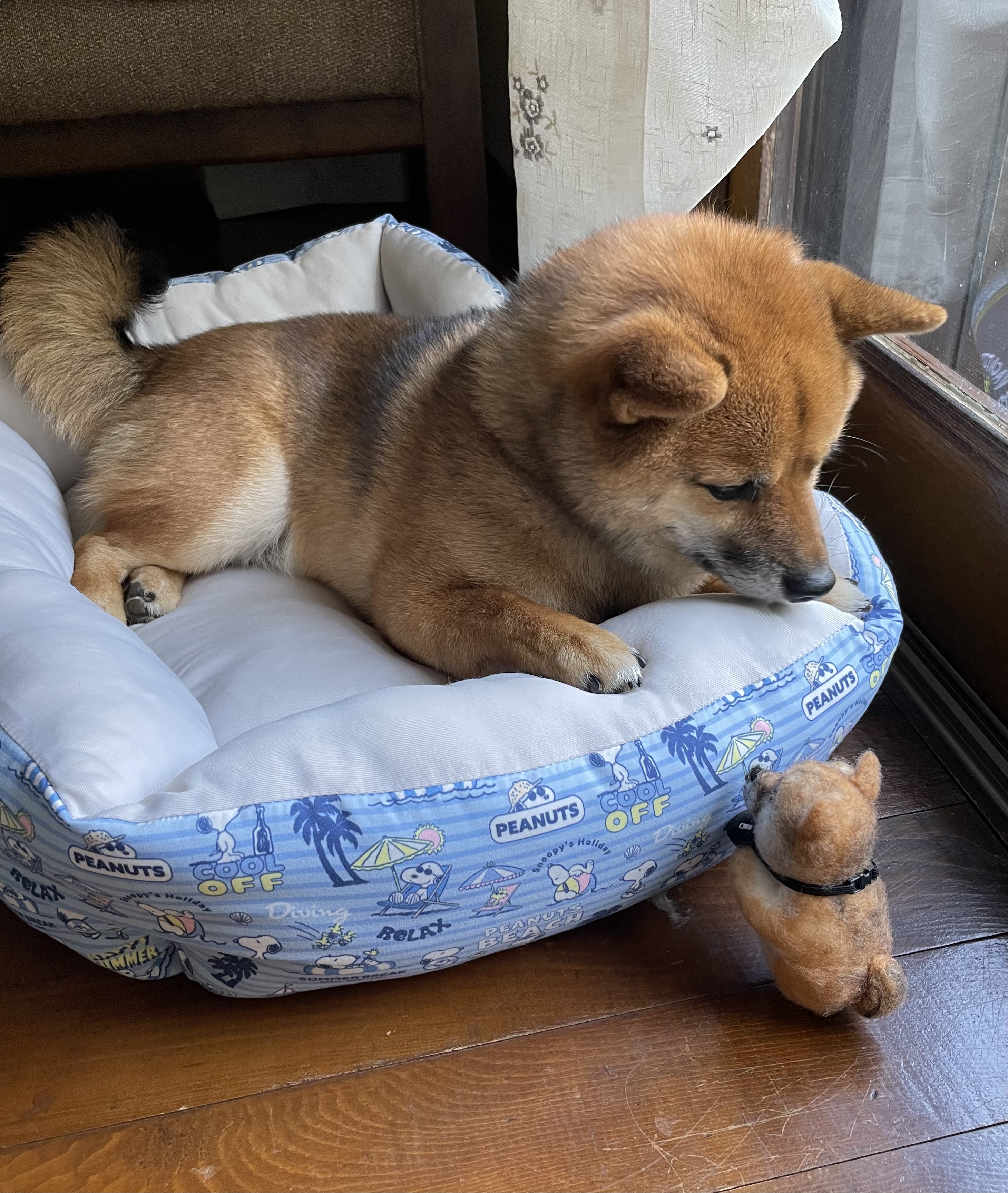 【豆柴ページです】 豆柴 A416 - 子犬販売専門ペットショップPUPPY CLUB