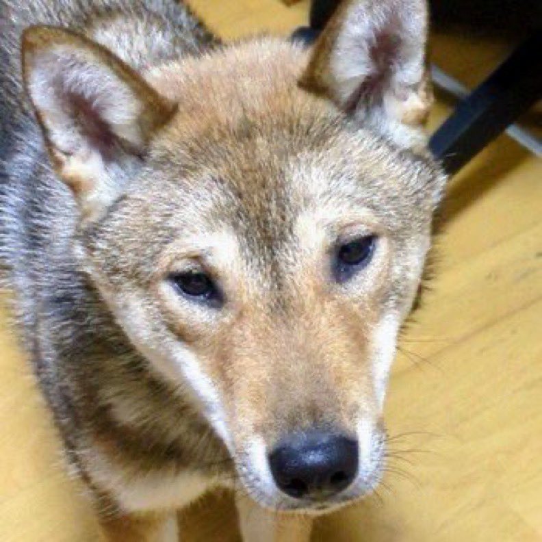 【⚠️8/26目撃情報】🎈
🐶🆘栃木県〝もみじちゃん♀〟
🔹2025.7.16
◾️河内郡上三川町から逸走
▶︎真岡市上大曽
県道316号線 上大曽交差点の北側一本目、県道を横切る農道を東から西に渡る姿が目撃されています。この農道の先には鬼怒川があり川を渡れば上三川町です。引き続きよろしくお願いします🙇‍♂️