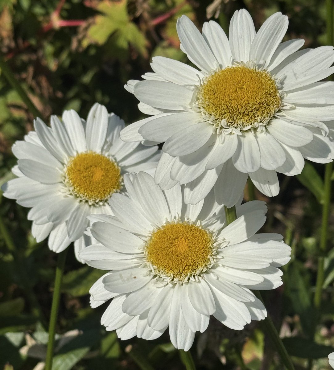 NutritiousMind's tweet photo. @BethFratesMD @CardenaLeyla @Earthles @alicia_budhram @baski_LA @loveGoldenHeart @PramodDrSolanki @iamashukhanna @salliemoffitt @gary_hensel Thank you Beth.❤️

#HappyFriday to you too and to all friends. Have a delicious day, filled with love, kindness and wow moments! 🌼🌸

And remember
to smile😀

@smaksked @ALLavalette @CurieuxExplorer @Havenlust @RossSwan2 @SiddharthKS @SanjayMuthal @lsmurthy99 
#thepace #mindset https://t.co/755QHeBAlR
