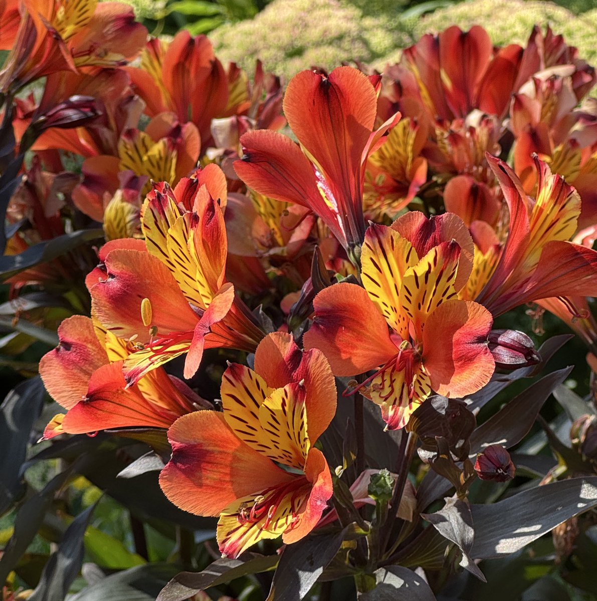 NutritiousMind's tweet photo. @BethFratesMD @CardenaLeyla @Earthles @alicia_budhram @baski_LA @loveGoldenHeart @PramodDrSolanki @iamashukhanna @salliemoffitt @gary_hensel Thank you Beth.❤️

#HappyFriday to you too and to all friends. Have a delicious day, filled with love, kindness and wow moments! 🌼🌸

And remember
to smile😀

@smaksked @ALLavalette @CurieuxExplorer @Havenlust @RossSwan2 @SiddharthKS @SanjayMuthal @lsmurthy99 
#thepace #mindset https://t.co/755QHeBAlR