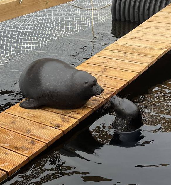 Heartbreaking : Kroshik made Shlissik walk the plank