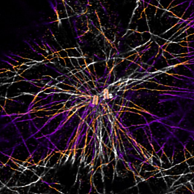 Lately I've been only posting images of really interesting protist here, but something that many don't know is that most of my time i'm expanding mammalian cells and that I love human centrioles. Don't tell me that they are not beautiful😍👁️  #FluorescenceFriday  #Cytoskeleton