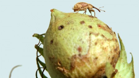 Edição gênica produz plantas indigestas para pragas. Cientistas revisitam avanços na geração de plantas geneticamente modificadas que expressam, em grande quantidade, inibidores que impedem digestão do amido por percevejos, besouros, gorgulhos e carunchos. agencia.fapesp.br/55780