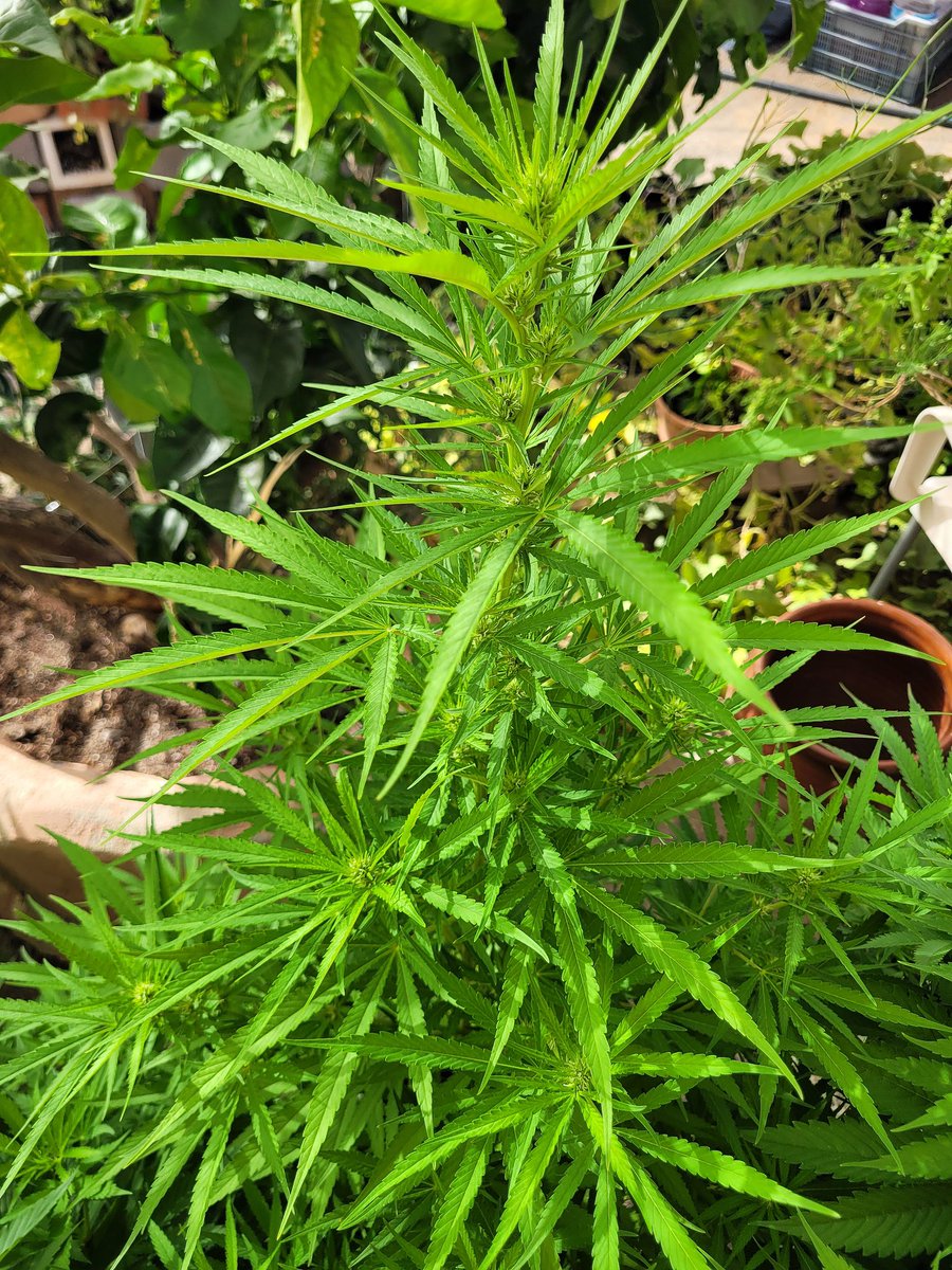 ProXL_Spain's tweet image. #kannabia&apos; s Happy plants! 🔝
Always with @ProXL_Spain 🌱
#GrowA #GrowB 
#HorticulturaProfesional #ProXL