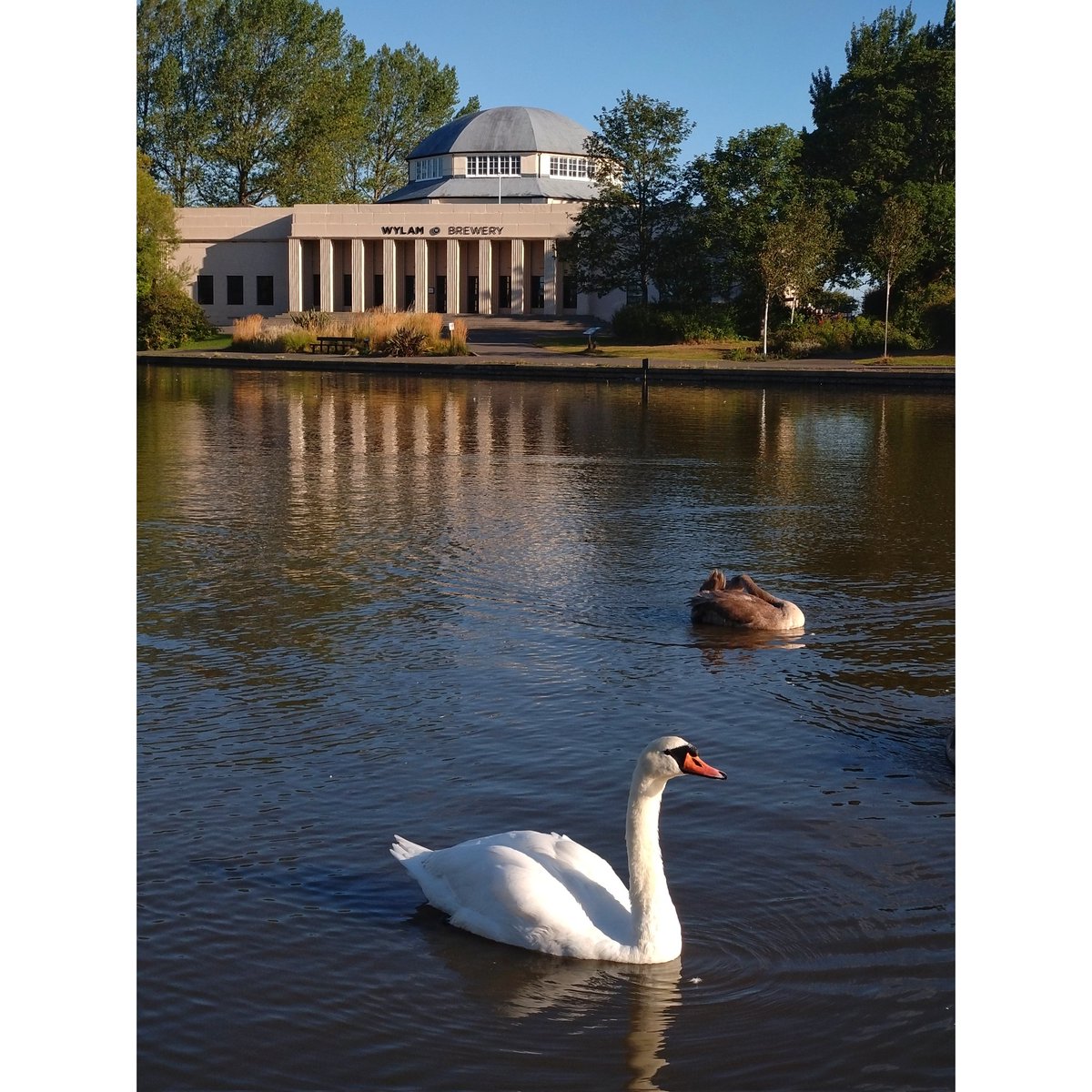 Swans, Wylam Brewery, Exhibition Park, Newcastle upon Tyne, 2025

#photography #exhibitionpark #newcastleupontyne #newcastle #birdphotography