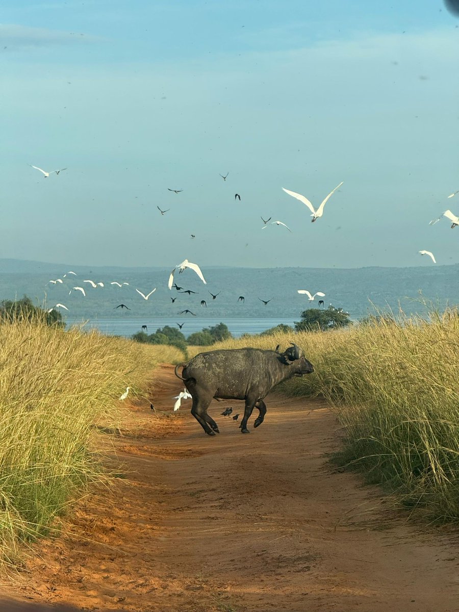 Ecoplacetours's tweet photo. A #buffalo crosses, birds scatter, and the wild writes its own story. π
These #unscriptedencounters are part of what makes #MurchisonFalls unforgettable.
#Explore more about Murchison Falls and its activities here https://t.co/xKLfi7fZq4
#EcoplaceTours #ExploreUganda https://t.co/hAi6t0dam0
