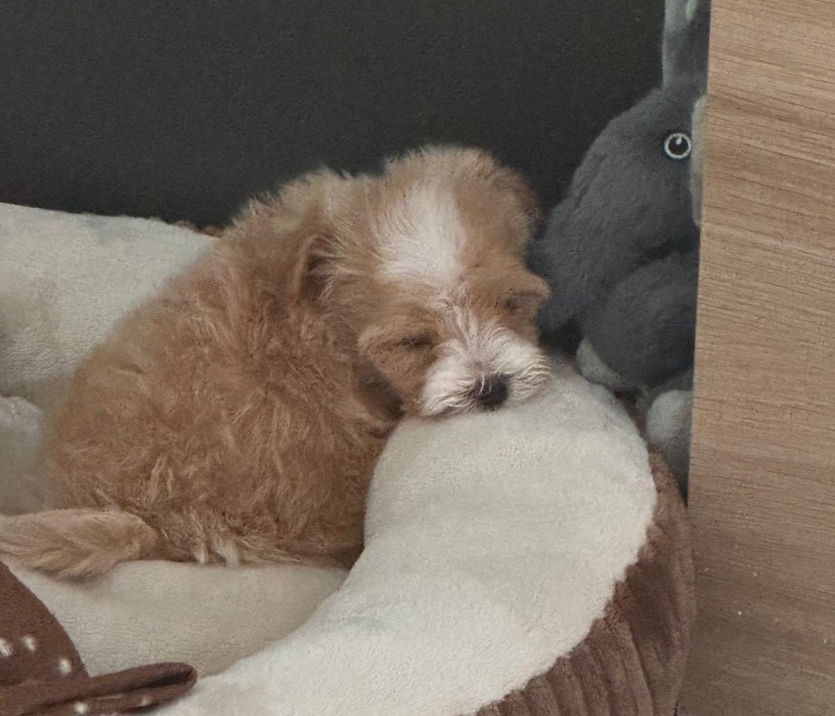 Angemon2💫🌕(original) tweet media