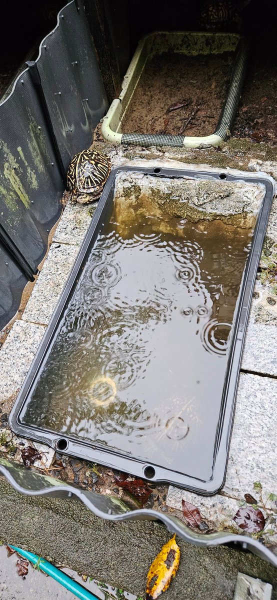 大雨は一瞬で満水になり陸場も池となります
オーバーフローも中途半端だと、落ち葉などがつまり満水に
いつも雨避けをつけるのだが、今日は忘れてしまって（笑）