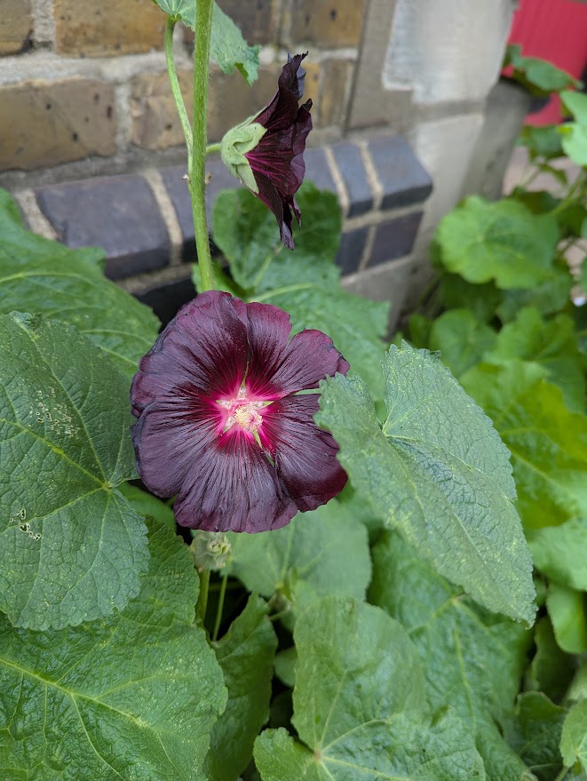 We're blessed with a small but mighty churchyard. Here are two of our favourite flowers this week! #BethnalGreen #Bow #London #RomanRoad
