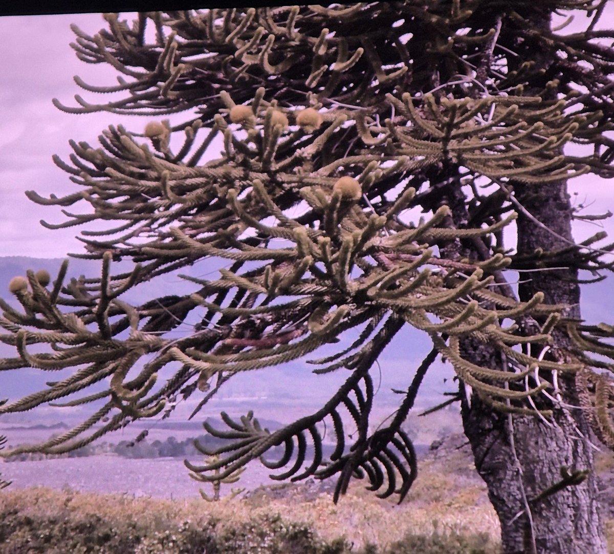 MFEA Slovenia tweet media