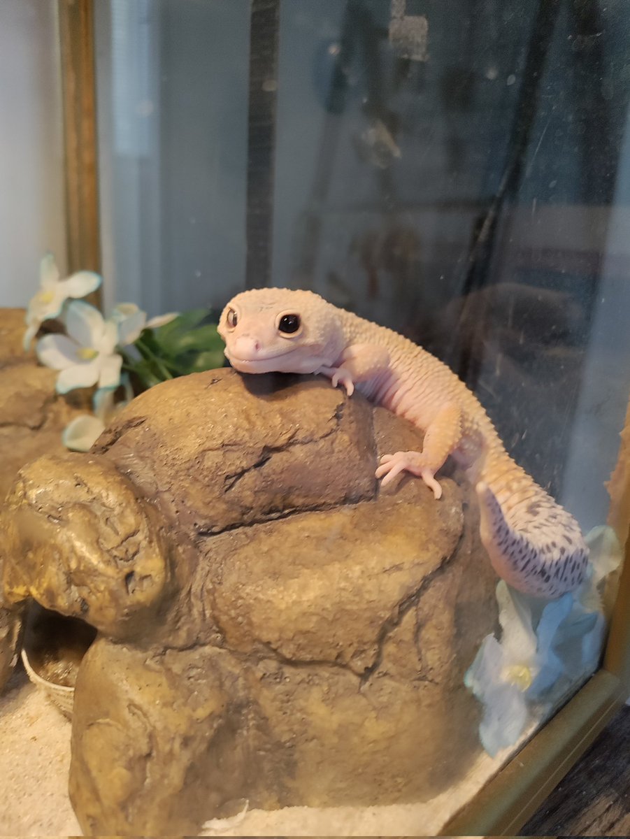 Wishing everyone to have an lovely day.