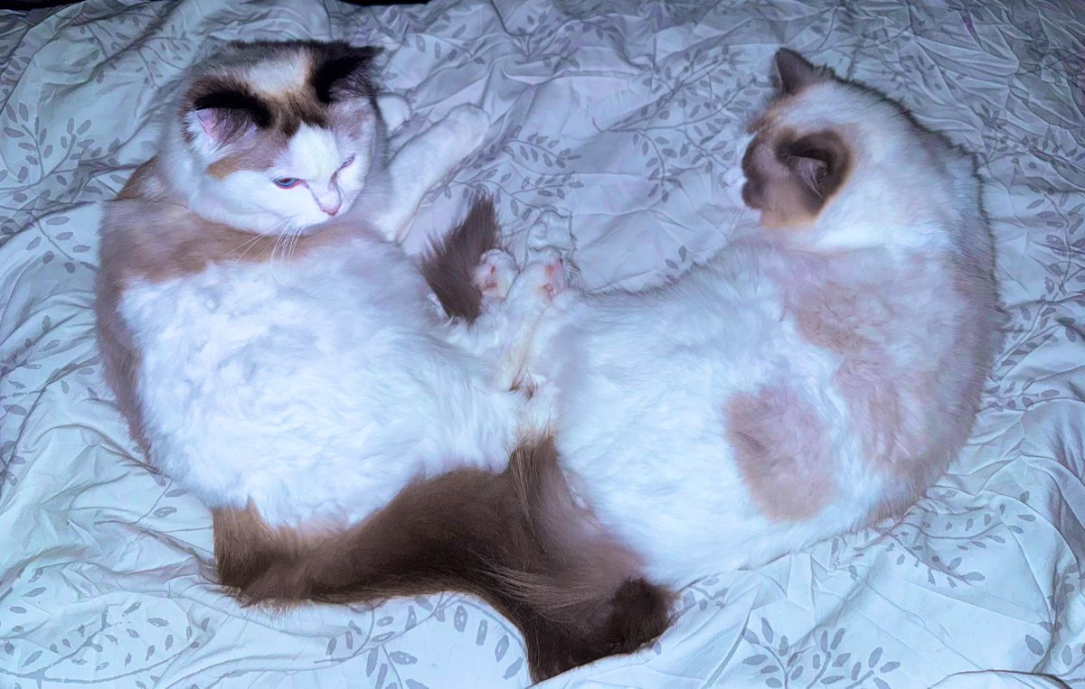 آرچی و‌ چی چی مثل قلب کنار هم میخوابن🤣😻