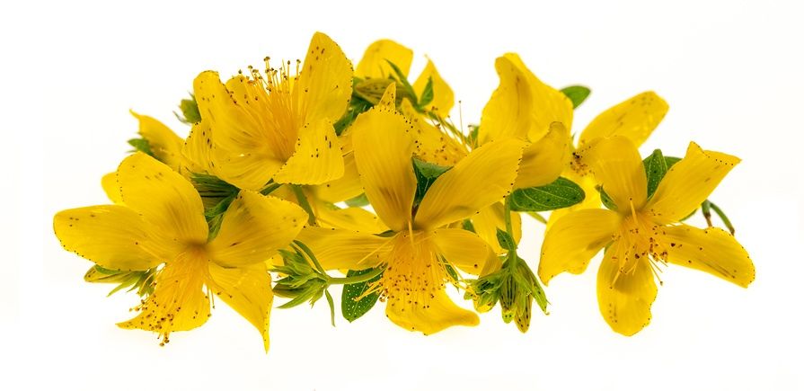 HomeopathyPlus's tweet image. Remedy: Hypericum perforatum.
Hypericum - a useful remedy for injuries to nerve-rich areas such as fingers, toes, and the spine. It relieves intense nerve pain.
buff.ly/6yxJZVC
Learn How to Use Homeopathy with our 30 Day Course: buff.ly/hNtVuLG
#hypericum