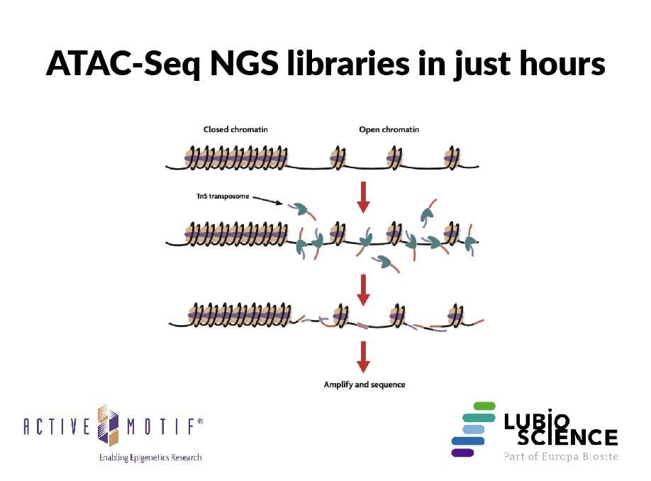 LubioScience's tweet photo. Advance your epigenetics research with Active Motif kits!

ATAC-Seq NGS libraries in just hours
 ✅ Yields NGS libraries in hours
 ✅ Simple and rapid optimized protocol &amp; reagents
 ✅ Compatible with fresh or frozen cells and tissues

Learn more  👉 https://t.co/v0w8ZiBrxW https://t.co/29H7iLYyhm