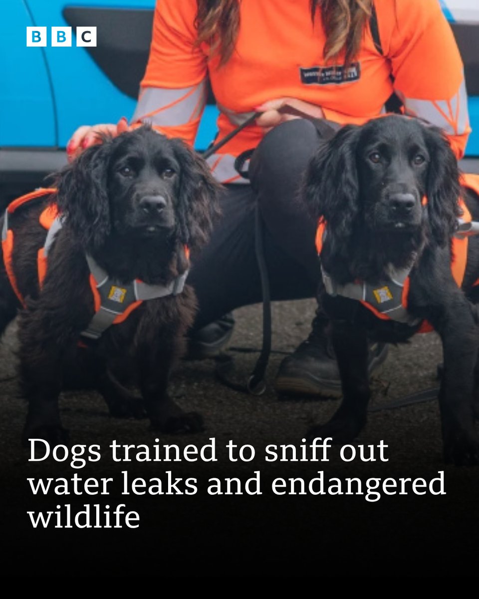 BBCWiltshire's tweet image. Bluey &amp;amp; Bandit are some talented dogs 🐶
Wessex Water&apos;s newest recruits have been trained to sniff out water leaks and declining amphibian species.

Read the story here 🔗➡️ bbc.in/3I6Nvlm