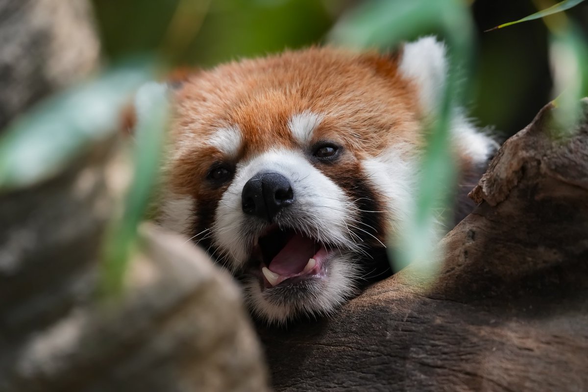 #レッサーパンダ