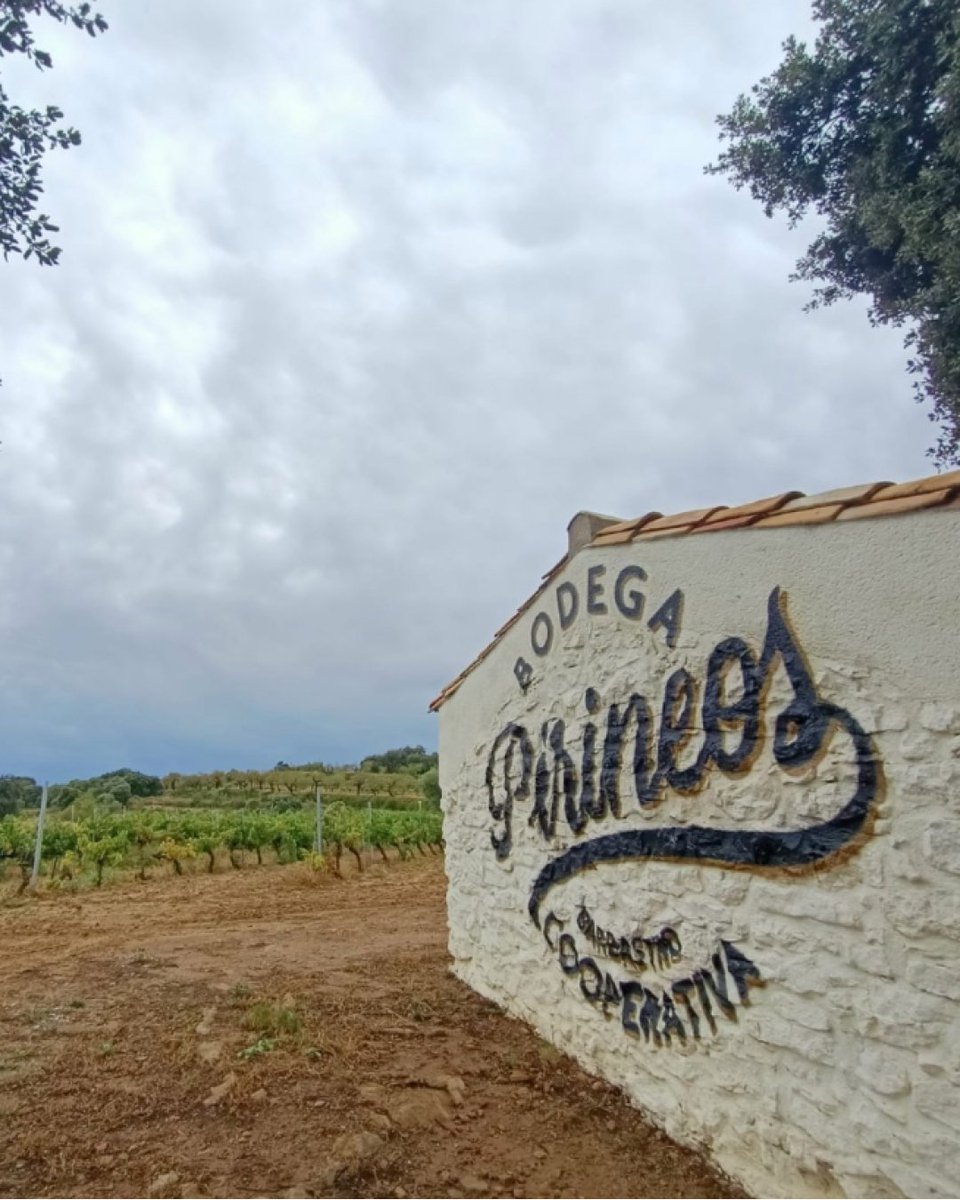 Hay épocas del año que son tan nostálgicas en Bodega Pirineos...
#bodega #bodegapirineos #barbastro #huesca #vinos #pirineo #spanishwine #spanishwines #vinoespañol #enoturismo