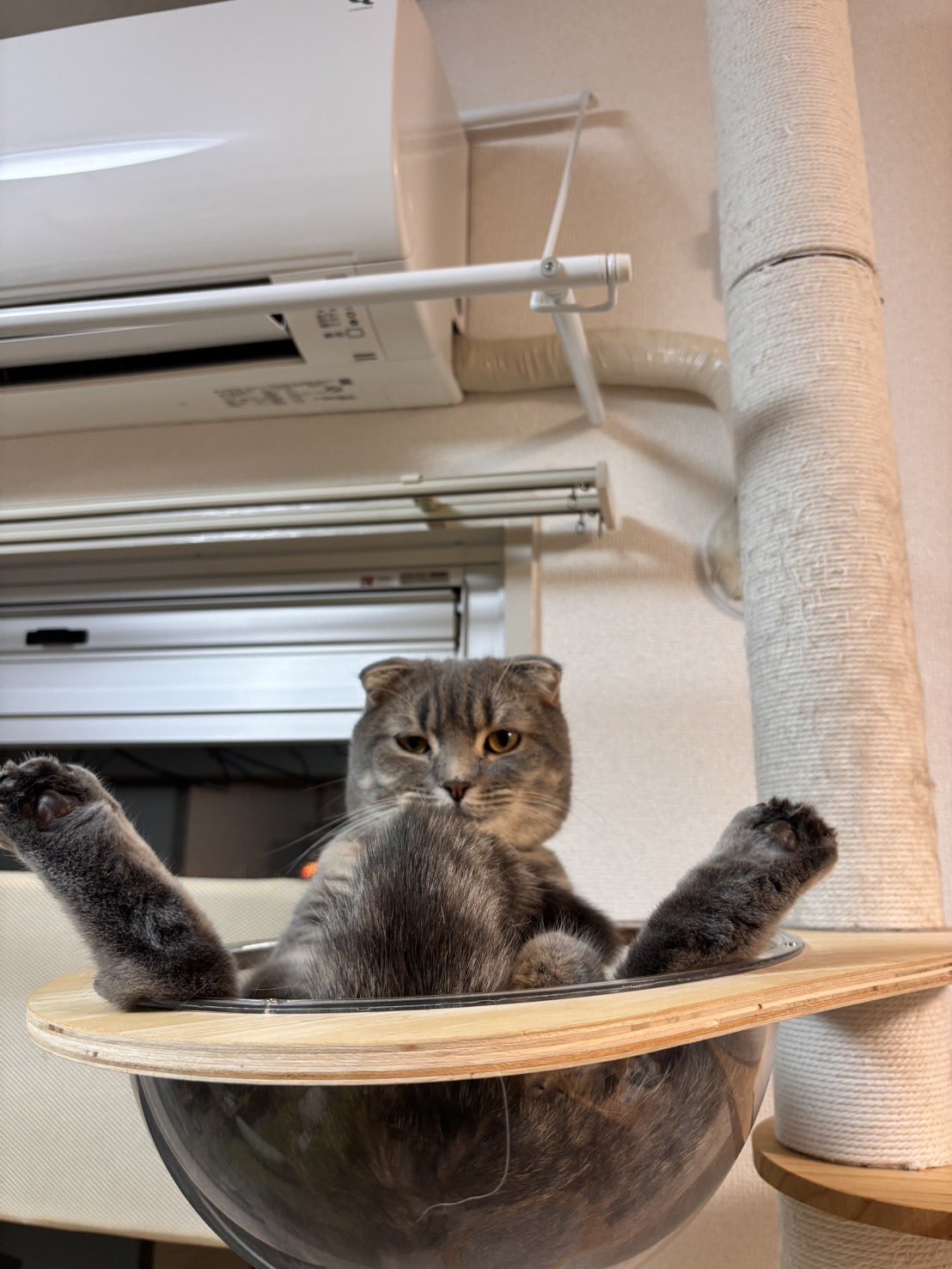 猫好 👆他にもたくさん載せてるよ #猫 #猫のいる暮らし #保護猫 #ねこ