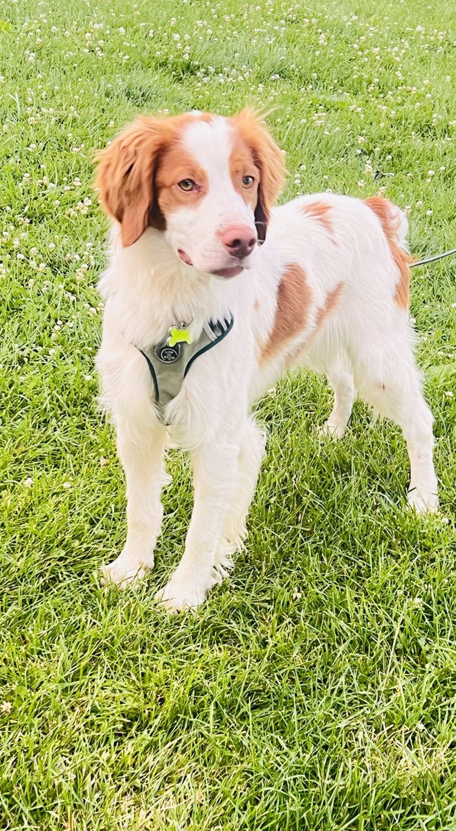 ABrittanyRescue's tweet photo. 🧡 ADOPT ME  ~ COOPER ~  IOWA 🧡
An excellent hugger ready to bring joy to YOU!  Cooper loves to play, explore, swim and go for walks. And get this-- I am EXCELLENT on my leash! 🤩
More about me: https://t.co/s8NvBOvNAQ

#AdoptMe #ABRFoster #AmericanBrittanyRescue #FosterDog #ABR https://t.co/Ey0aHxp8ug