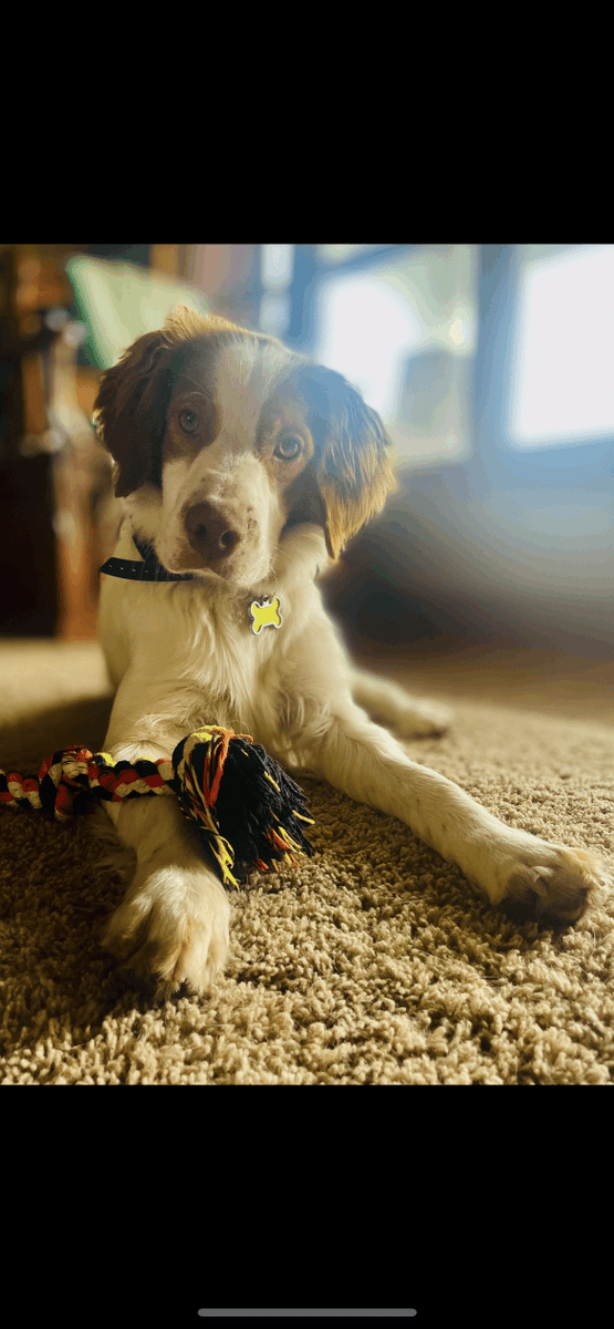 ABrittanyRescue's tweet photo. 🧡 ADOPT ME  ~ COOPER ~  IOWA 🧡
An excellent hugger ready to bring joy to YOU!  Cooper loves to play, explore, swim and go for walks. And get this-- I am EXCELLENT on my leash! 🤩
More about me: https://t.co/s8NvBOvNAQ

#AdoptMe #ABRFoster #AmericanBrittanyRescue #FosterDog #ABR https://t.co/Ey0aHxp8ug