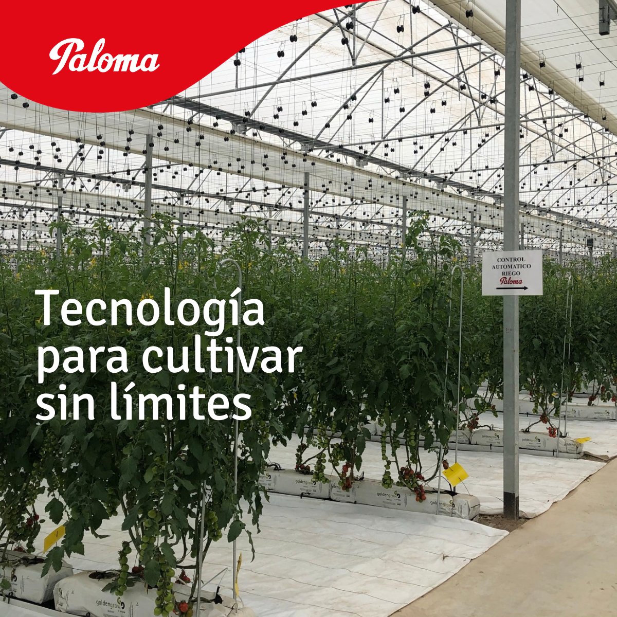 grupo_paloma's tweet photo. Tecnología para cultivar sin límites.
En 2025 seguimos construyendo invernaderos de alta tecnología:
🔹 Control climático HTech
🔹 Pantallas térmicas
🔹 Cultivo hidropónico
🔹 Calefacción de apoyo
El futuro se siembra hoy.
#InnovaciónAgrícola #Invernaderos #HTech https://t.co/hwKw3t3kmo