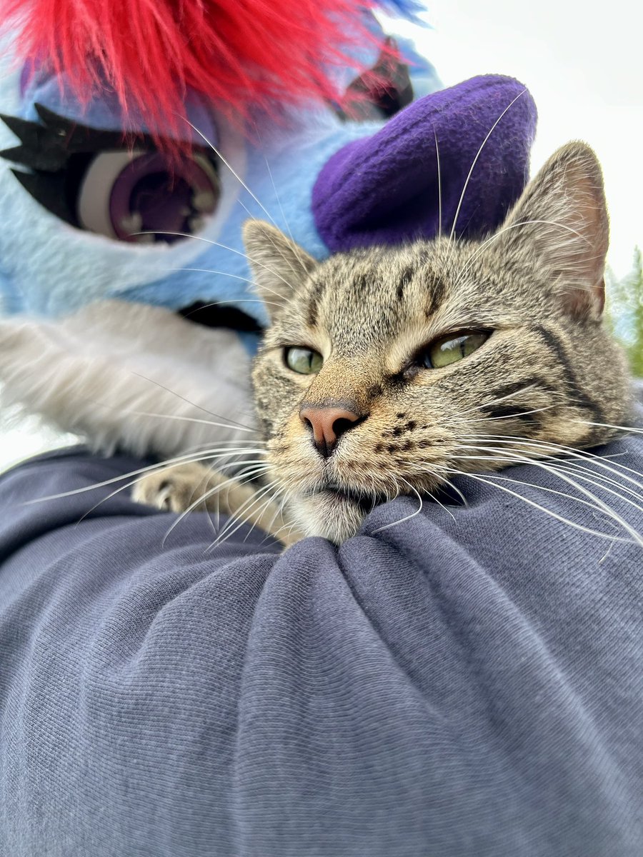 Gottin Derwolf tweet media