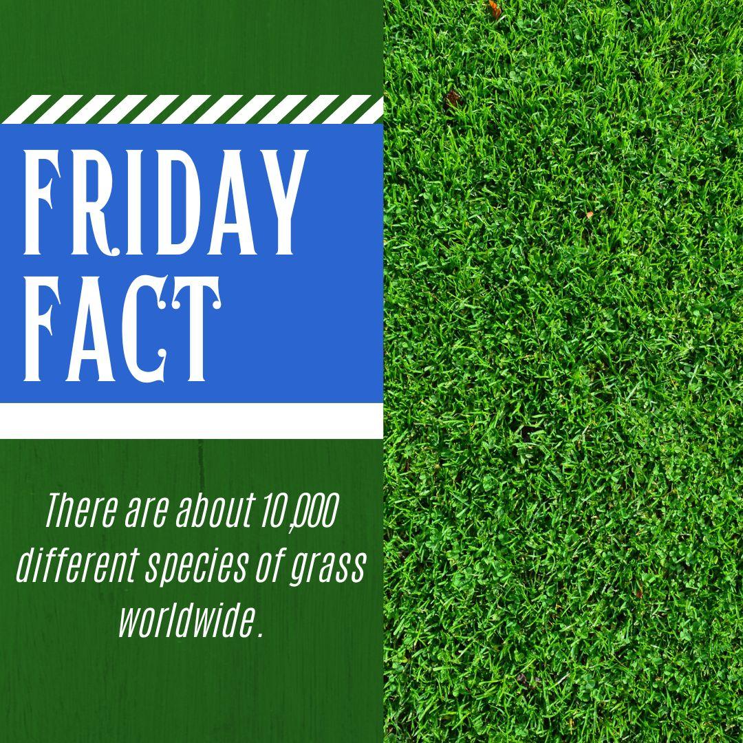 #FridayFact
There are about 10,000 different species of grass worldwide.