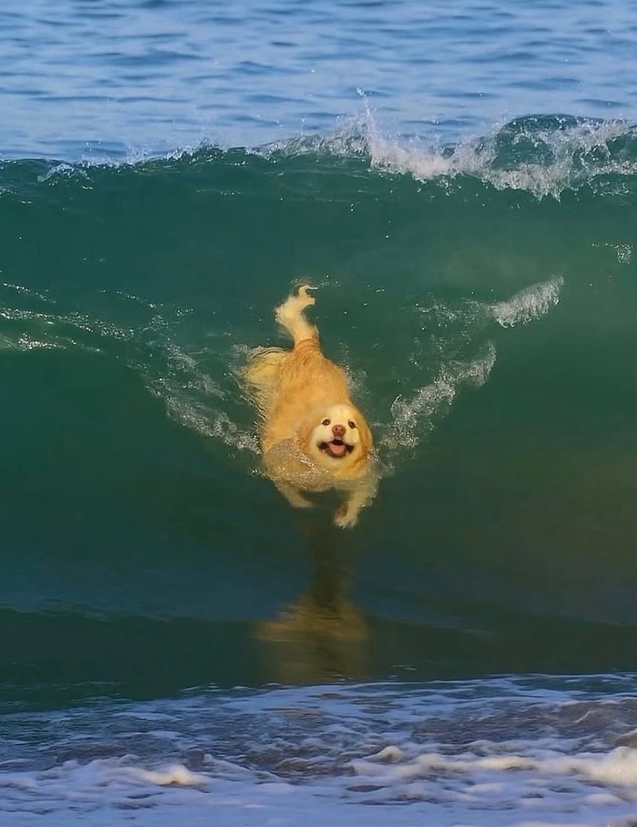 BichinhosFB's tweet image. A foto mais bonita que você verá hoje